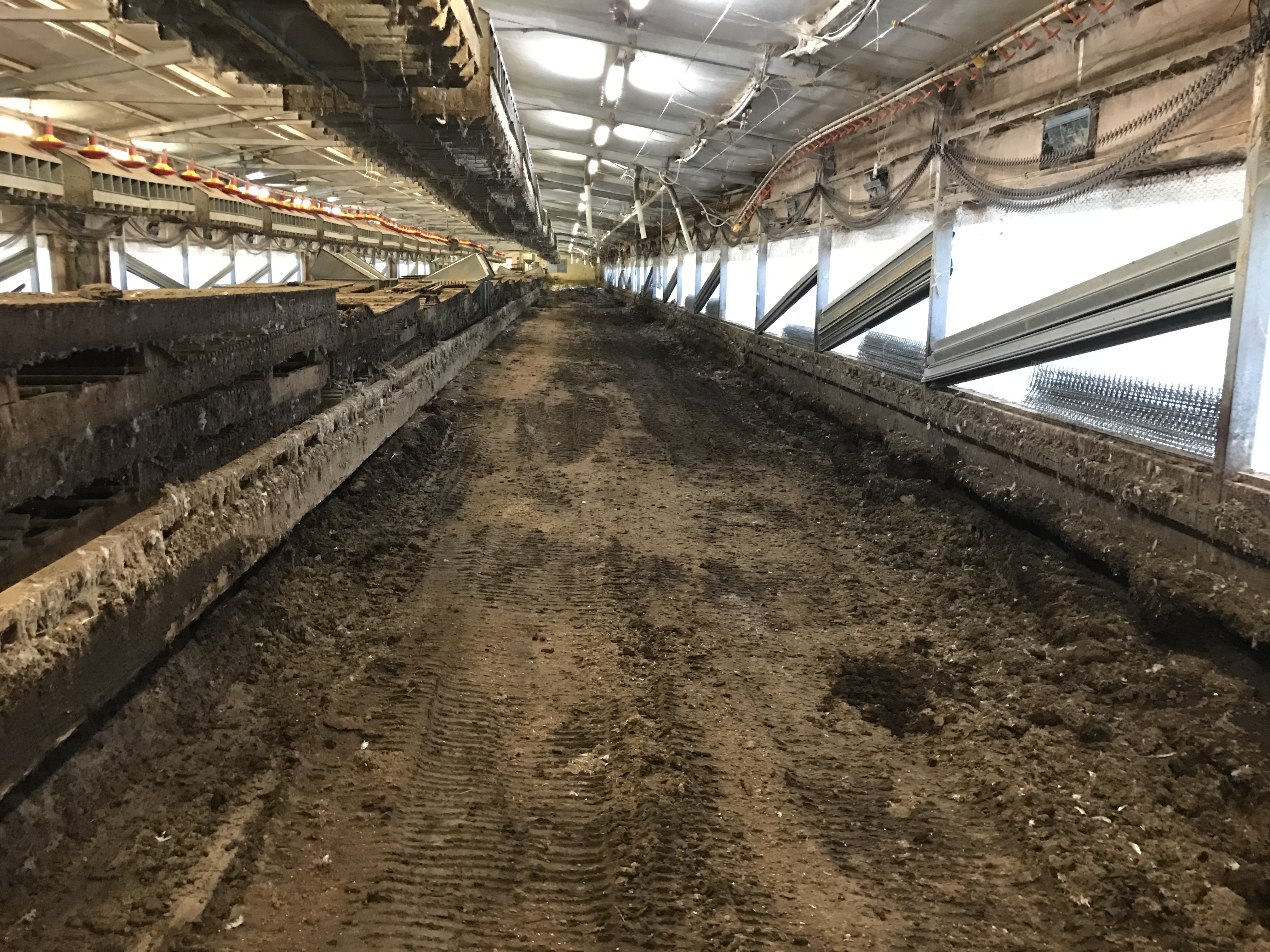 Poultry Shed before
